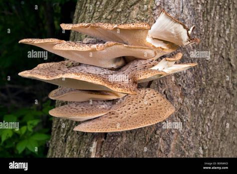 Flat Mushrooms, Mushrooms Growing, Mushroom Images, Live Tree, Mushroom Fungi, Tree Drawing, Image Processing, On The Side, Art Projects