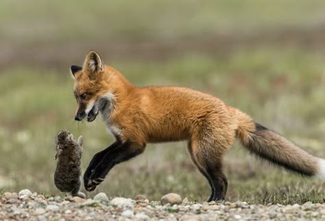 Angry Fox, Fox Pups, Fox Totem, Hunting Art, Warrior Cat Oc, Fox Pictures, Foxes Photography, Animal Reference, Fox And Rabbit