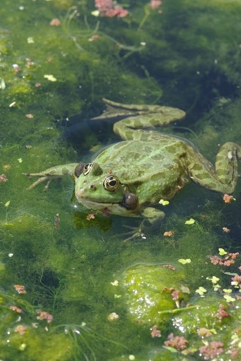 Frog Core Aesthetic, Aesthetic Green Frog, Toad Aesthetic, Swamp Frog, Swamp Aesthetic, Swamp Animals, Frog Pond Aesthetic, Tree Frog Aesthetic, Pond Aesthetic