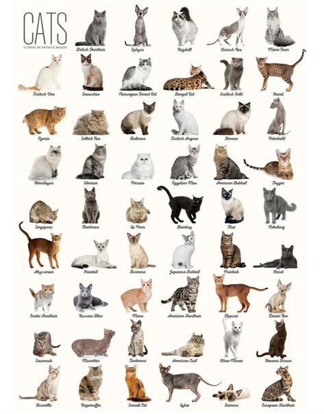 Hamster Illustration, Types Of Cats Breeds, Michael Borremans, Cat Breeds List, Cat Breeds Chart, Different Types Of Cats, Cat Races, All Cat Breeds, Popular Cat Breeds