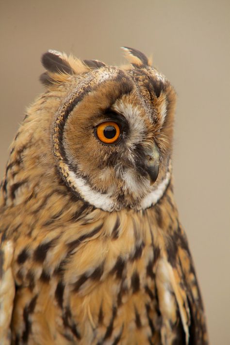 Bird Makeup, Red Eastern Screech Owl, Tawny Owl Photography, Tawny Frogmouth Owl, Crow Books, Short Eared Owl, Long Eared Owl, Barn Owls, Nocturnal Birds