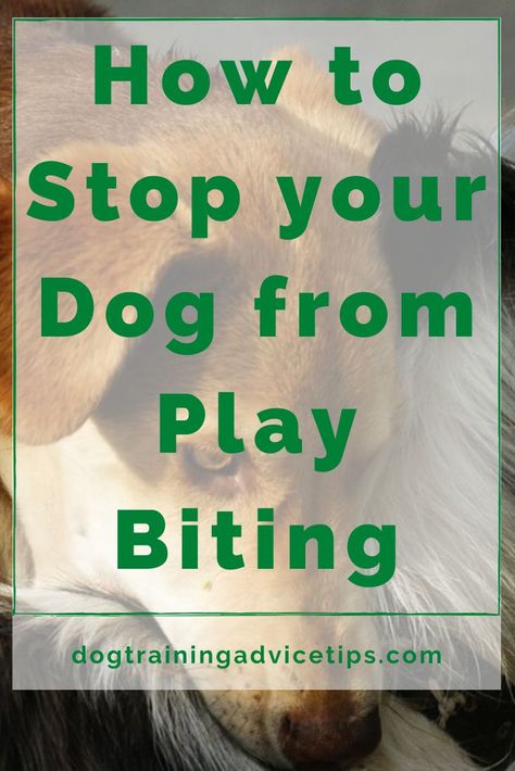 Play-biting, nipping, is a normal part of puppy behavior, but that doesn’t mean you have to be ok with it. Here are some tips on how to stop this behavior! Stop Dog From Biting, Stop Puppy Biting, Train Puppy, Dog Biting Training, Puppy Training Biting, Dog Behavior Problems, Puppy Biting, Basic Dog Training, Dog Training Treats