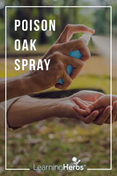 Poison Oak Spray: Heal & Soothe With This Natural Poison Oak Remedy Poison Oak Remedy, Poison Oak Remedies, Poison Ivy Spray, Poison Oak Rash, Poison Ivy Plants, Poison Sumac, Poison Ivy Remedies, Poison Oak, Summer Health