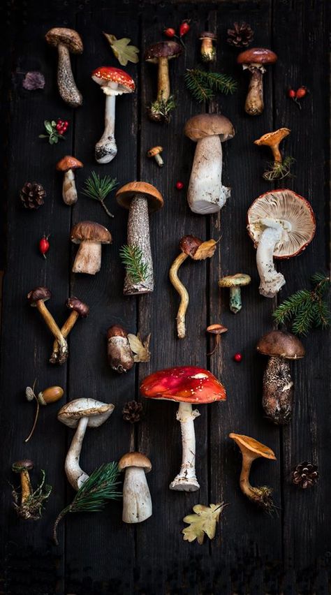 ОРИЕНТИРЫ на ПИЖОН.РФ #грибы Mushroom Pictures, Goblin Core, Mushroom Fungi, Witch Aesthetic, Mushroom Art, Samhain, Pine Cones, Art Inspo, Horn