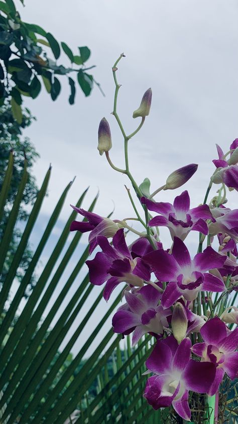 Purple Orchid Aesthetic, Orchid Aesthetic Wallpaper, Versace Mermaid, Orchid Flower Aesthetic, Orchids Aesthetic, Orchid Aesthetic, Purple Orchid Bouquet, Orchid Wallpaper, Orchid Photography