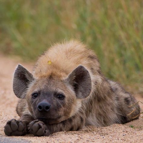 Hyenas Aesthetic, Spotted Hyena Aesthetic, Hyena Aesthetics, Hyena Cute, Hyena Photography, Hyena Therian, Aesthetic Animal Wallpaper, Hyena Oc, Hyena Drawing