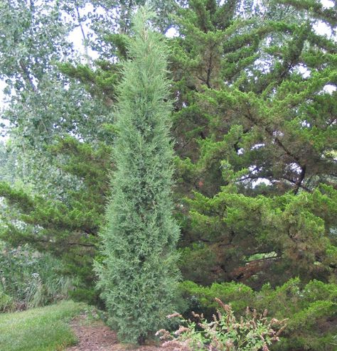 Narrow Landscape Plants - TLC Garden Centers Taylor Juniper, Narrow Landscape, New House Landscaping, Green Tower, Slim Tree, Columnar Trees, Garden Centers, Planting Shrubs, Landscape Plants