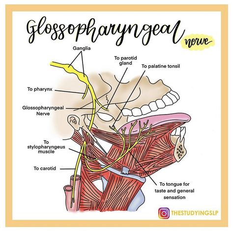 Speech Anatomy, Voice Anatomy, Speech Pathology Anatomy, Speech Language Pathology Aesthetic, Medical Speech Language Pathologist, Praxis Study, Speech Therapy Tools, Slp Materials, Physical Therapy Assistant