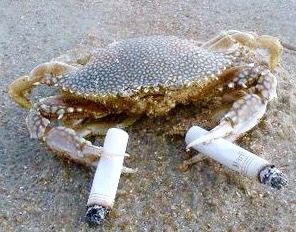 Smoking crab Crab Holding Knife, Crab Animal, Funny Crab, Crab Species, Crab Meme, Crab On Beach, Gold For Sale, Crustaceans, Silly Animals