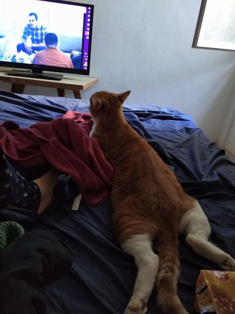 My House, My Bed, Not My Cat! This Is Max, A Ginger Cat That Belongs To My Neighbor, And He Came By To Watch Some TV With Me Watching Tv Aesthetic, Watching Tv Together, Watching Tv In Bed, Tv Aesthetic, Older Cats, Owning A Cat, Brown Cat, Dog Door, Cat Boarding