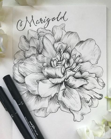 marigolds Kurt Tattoo, Marigold Art, Flower Grandma, Marigold Tattoo, Artist Doodle, Flower Tattoo Drawings, Skin Drawing, Birth Flower Tattoos, Marigold Flower