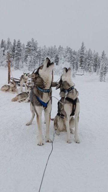 Arctic Ramblers & Viddashusky Siberian huskies on Instagram: "Inpatient Niko and Nukka waiting for the guest to FINALLY come for their trip, we just want to run ! . . . #husky #huskies #sleddogs #siberianhusky #dogsledding #alaskanhusky #nonstopdogwear #stararctichotel #wiltsu #snow #winter #musher #mushing #trainingseason  #lapland #drylandmushing #trainingseason #wiltsu #stararcticsaariselka #polarnight #visitlapland #dogteam #team #arcticramblersniko #arcticramblersnukka" Husky Running, Husky Sled, Huskies Sled, Alaskan Husky, Polar Night, Siberian Huskies, Dog Wear, The Guest, Dog Sledding