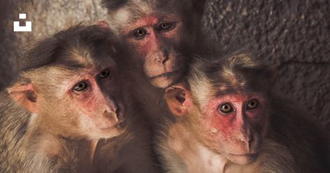 Three Monkeys, Animal Experiences, Instagram Photo Frame, View Wallpaper, Animal Icon, Pet Monkey, Monkeys Funny, Black Animals, Dog Tattoo