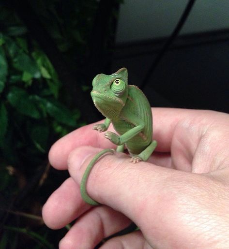 My Baby Chameleon Likes To Meditate Before Eating Some Crickets Types Of Chameleons, Baby Chameleon, Colorful Lizards, Cute Lizard, Cute Reptiles, Chameleons, Reptiles Pet, Cute Creatures, Exotic Pets