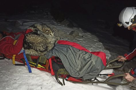 Mountain Climber Injured After Falling 150m—But His Dog Lays on Him to Keep Him Warm Waiting for Rescuers Loyal Dogs, Mountain Climbers, Rescue Team, Man And Dog, Alaskan Malamute, Zadar, Snowy Mountains, Canine Companions, Saint Bernard