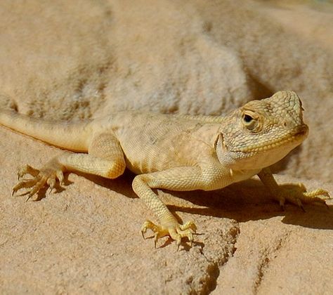 Desert lizards.  My sis and I had a pair of desert lizards.  We named them Jedadiah and Indiana! perfect companions for sunbathing! Desert Lizard, Desert Lizards, Wild Animals Photography, Desert Land, Desert Animals, Desert Life, Desert Homes, Foto Art, Animal Companions