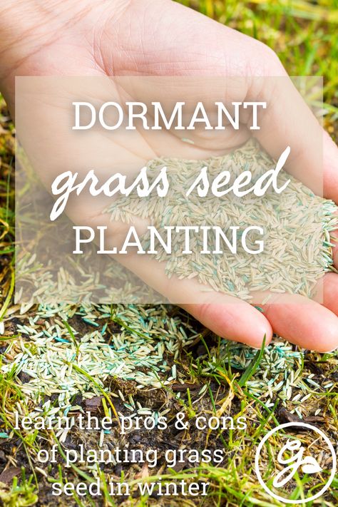 Not many people think of seeding their lawn in winter, but this technique, known as dormant seeding, can be effective. Read on for more. Planting Grass Seed Fall, Winter Grass Seed, Planting Grass Seed Summer, How To Make Grass Seed Grow Fast, Over Seeding Lawn Spring, Planting Grass Seed, Overseeding Lawn, Planting Grass, Seeding Lawn