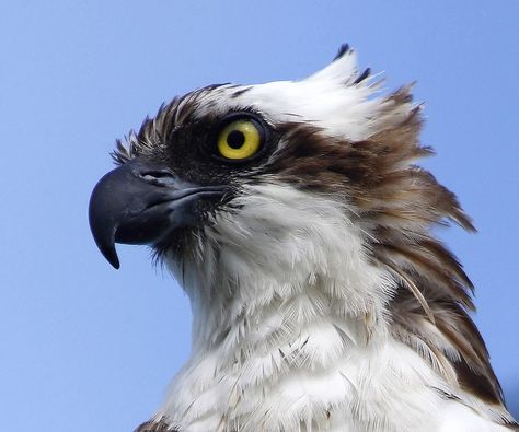 Osprey Bird, Raptors Bird, Bird Reference, Bird Hunting, Cool Animals, Australian Birds, Animal References, Animal Heads, Bird Drawings