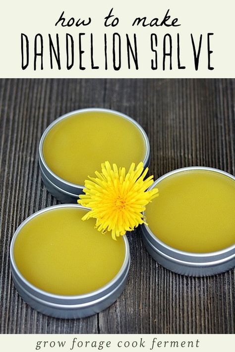 How to Make Dandelion Salve: Recipe & Benefits - Learn how to make this dandelion salve recipe using foraged dandelions! This homemade herbal salve has many benefits and uses like being great for the skin. Start by infusing coconut oil, olive oil, and sweet almond oil with dandelion flowers and adding beeswax to make this healing DIY herbal salve. It makes one wonderful herbal skincare product! Herb Foraging, Pine Salve, Homemade Salve Recipes, Beginner Herbalist, Diy Soap Ideas, Dandelion Salve, Herbal Cough Syrup, Salves And Balms, Spring Foraging