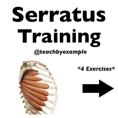 Kip Thorstenson, DPT, CSCS on Instagram: “Serratus Training. The serratus anterior is probably not a muscle group that crosses your mind in terms of developing or strengthening.…” Seratus Anterior Muscle, Serratus Anterior, Pilates Barre, Muscle Training, Muscle Fitness, Muscle Groups, Stretching, Mindfulness, Train