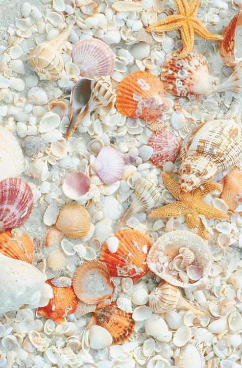 Shells on the beach: Large Dream Catcher, Mermaid Theme Party, She Sells Seashells, Mermaid Decor, Mermaid Gifts, Foto Tips, Mermaid Theme, Heart Beat, Phone Background