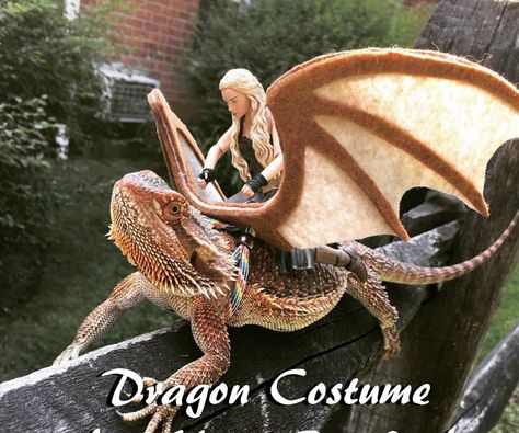 Easy Dragon Costume for Your Beardie!: Daenerys Stormborn of the House Targaryen, First of Her Name, the Unburnt, Queen of the Andals and the First Men, Khaleesi of the Great Grass Sea, Breaker of Chains, and Mother of Dragons ... and your Bearded Dragon! In this tutorial, I will show... Easy Dragon Costume, Bearded Dragon Costumes, Bearded Dragon Harness, Bearded Dragon Diy, Bearded Dragon Terrarium, Bearded Dragon Funny, Bearded Dragon Habitat, Bearded Dragon Diet, Diy Beard