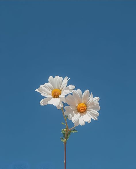 Flower Profile Picture Aesthetic, Profile Picture Flowers Nature, Daisy Flower Profile Picture, Profile Flower Picture, Profile Picture Flowers Beautiful, Minimalistic Profile Picture, Flower Profile Picture Instagram, Daisy Profile Picture, Profile Picture Flowers