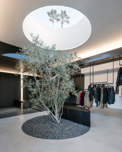 An olive tree grows from a patch of gravel towards a circular skylight in this Los Angeles store, which was designed by local studio Dan Brunn Architecture. Circular Skylight, Wood Showroom, Interior Courtyard, Boutique Interior Design, Architecture Images, Boutique Interior, Retail Interior, Los Angeles Style, Interior Garden