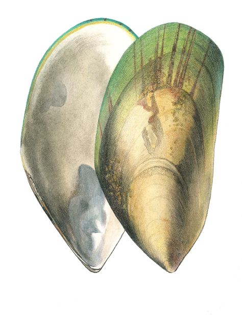 Green Mussels, Green Lipped Mussel, Mussel Shell, Beginning Of Spring, Surf Style, Scientific Illustration, Colored Pencils, New Art, Art Projects