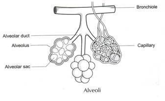 Alveoli Alveoli Diagram, Human Respiratory System, Biological Science, Medicine Studies, Biology Classroom, Youtube Intro, Nursing School Survival, Practical Nursing, Medical School Studying