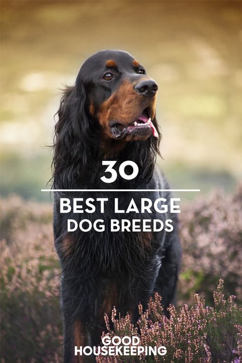 Big Dog Breeds List, Best Big Dog Breeds, Best Large Dog Breeds, Dog Breeds Chart, Mutt Dog, Dog Breeds List, Big Dog Breeds, Dog Top, Dog List