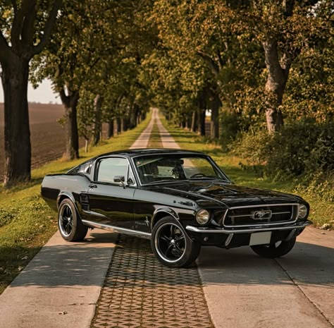 Take The Long Way Home, Tmax Yamaha, Ford Mustang 1967, Black Mustang, Vintage Mustang, 1967 Mustang, Long Way Home, Ford Mustang Fastback, Mustang Fastback