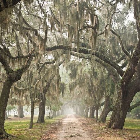 Weeping Willow trees in Savannah, GA 😍 Cumberland Island, Weeping Willow Tree, Weeping Willow, Southern Gothic, Spanish Moss, To Infinity And Beyond, Down South, Pics Art, Pretty Places