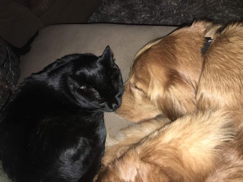 Black Cat X Golden Retriever, Golden Retrievers, Golden Retriever, Black Cat, Image Search, Dogs, Black