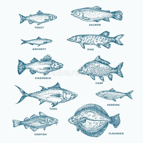 Fish Sketch, Sketch Icon, Drawn Fish, Fish Icon, Fish Stock, Fish Illustration, Cod Fish, River Fishing, Fish Drawings