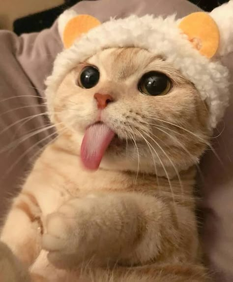 Sweet Cat, Silly Cats Pictures, Cute Cats Photos, Super Cute Animals, Cute Animals Images, Cat Cute, Silly Animals, Cute Wild Animals