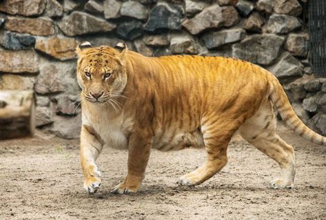 Ligers are the cross of a male lion and a female tiger, and they are the largest of all living cats and felines. False Killer Whale, Female Tiger, Hybrid Animals, Female Lion, Black Jaguar, Exotic Cats, Male Lion, Types Of Animals, Domestic Cat