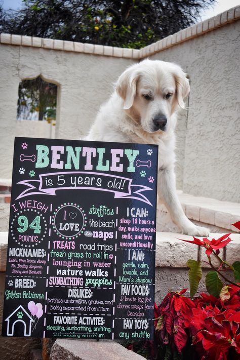 Dogs First Birthday, Dog Party Decorations, Dog First Birthday, Birthday Boards, First Birthday Chalkboard, Patriotic Dog, Dog Birthday Party, Birthday Chalkboard, Dog Party