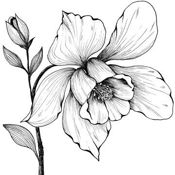 Botanical Pen Art, Flower Blooming Drawing, Botanical Drawings Black And White, Buttercup Tattoo, Fine Line Drawings, Botanical Art Drawing, Flower Art Ideas, Realistic Flower Drawing, Sunflower Coloring