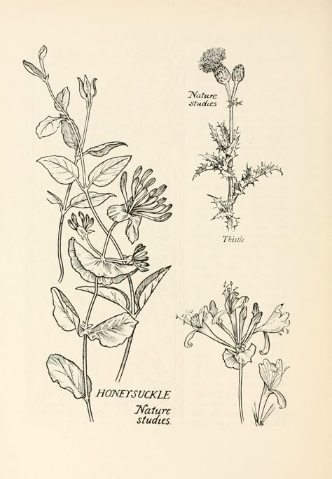 Honeysuckle Arm Tattoo, June Honeysuckle Tattoo, Honeysuckle Illustration, Honeysuckle Drawing, Tattoo Honeysuckle, Aries Flower, Honeysuckle Tattoo, Heaven Tattoo, Thistle Tattoo