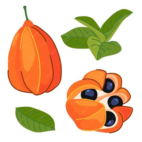 Premium Vector | Ackee Blighia sapida ackee Tropical fruits are the national symbol of Jamaica Vector illustration in flat style National Symbols, Stationery Templates, Tropical Fruits, Business Card Maker, Flyer Maker, Poster Maker, Card Banner, Poster Invitation, Presentation Template Free