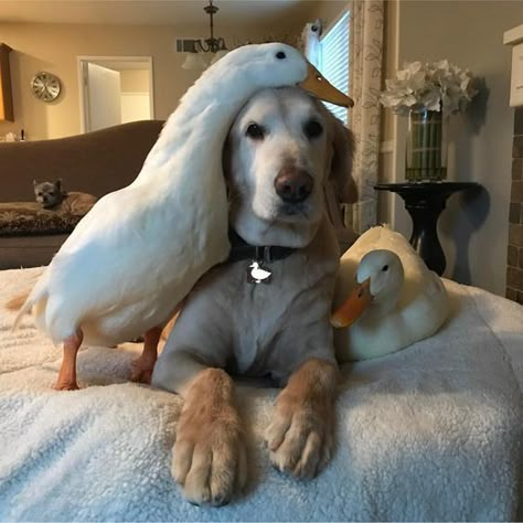 16 Interspecies Friendships That Are Too Pure For This Timeline Regnul Animal, Pet Ducks, Hapkido, Animals Friendship, A Duck, Cute Animal Pictures, Large Animals, Sweet Animals, Family Pet