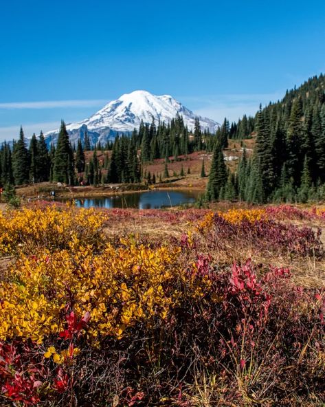 Visit the incredible landscape of Mt Rainier and fall in love. Visit Mount Rainier in October and find out why it's the most magical place to experience fall in the US. Get fantastic tips on vistiing in October including where to stay, what hikes to take, areas to explore and much more! You'll be in awe of the splendor at Paradise and the beauty of Myrtle Falls. Get ready for your new favorite fall destination- Mt Rainier! Washington Road Trip, Lush Rainforest, Fall Hikes, Rugged Mountains, Mount Baker, Mt Rainier National Park, Washington Hikes, Mountain Landscapes, Friends Images