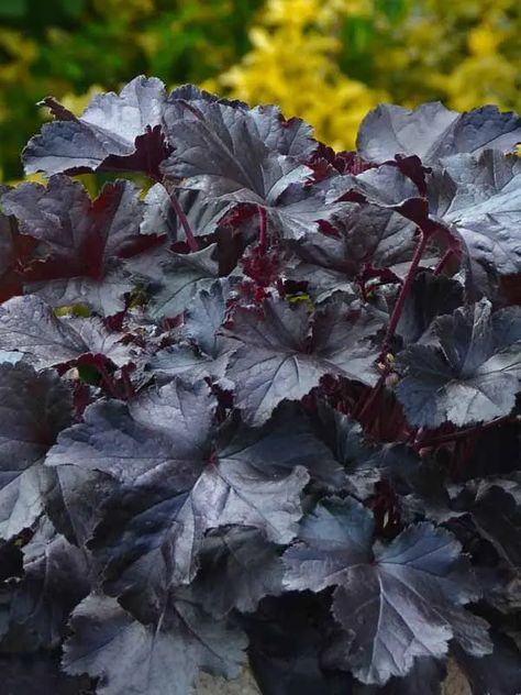 Heuchera / Coral Bell | Bluestone Perennials Dainty Flowers, Coral Bells, Black Pearls, Black Knight, A Flower, Perennials, House Ideas, Coral, Canning