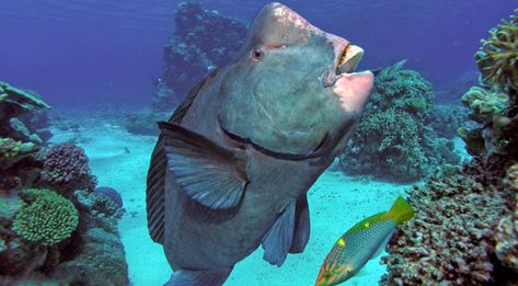 Bumphead Parrotfish Creature Feature - Diving with Humpheads Bumphead Parrotfish, Creature Inspiration, Animal Ideas, The Great Barrier Reef, Fish Sea, Creature Feature, Sea Creature, Great Barrier Reef, Under Water