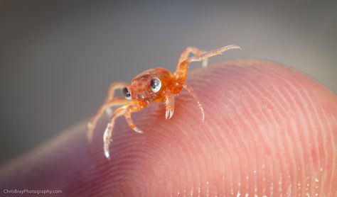 baby red crabs christmas island Baby Crab, Oc Board, Cute Ducklings, Christmas Island, Cute Goats, Baby Red, Baby Squirrel, Pictures Of The Week, Crustaceans