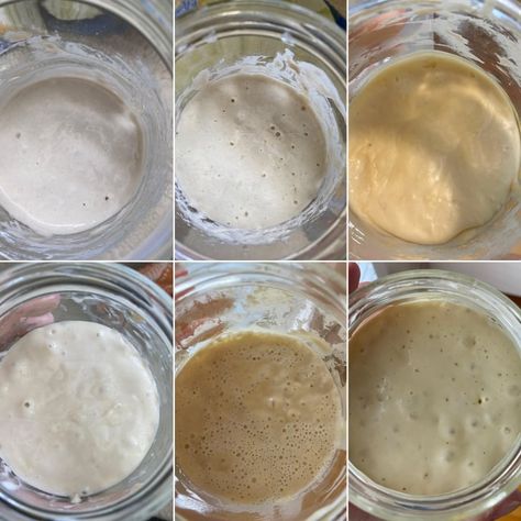 Sourdough Starter Day-by-Day Photos Dough Starter Recipe, Make A Sourdough Starter, Making Sourdough Bread, Sourdough Bread Starter, Dough Starter, Starter Recipe, Homemade Sourdough Bread, Bread Starter, Focaccia Recipe