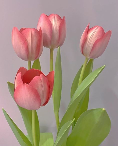 Tulips Art, Beautiful Flowers Photography, Paper Plants, Diy Flower Pots, Paper Bouquet, Romantic Flowers, Nature Plants, Pink Tulips, Flower Art Painting