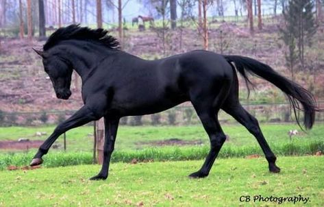 Black horse All Black Horse, Cantering Horse, Black Horse Breeds, Horses Reference, Horse Black, Horse Cantering, Black Horse Drawing, Black Mustang Horse, Horse Reference Photos