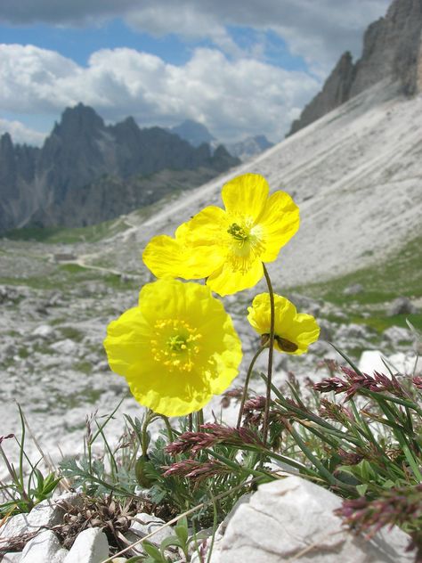 Alpine Flowers, Rock Flowers, Bloom Where Youre Planted, Alpine Plants, Miniature Plants, Beautiful Places Nature, Garden Structures, Botanical Flowers, Flower Images